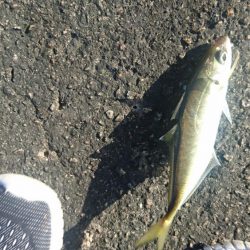 アジングですが