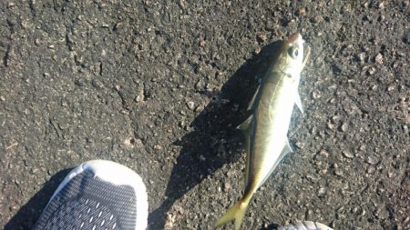 アジングですが