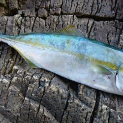 ミニサイズですが。