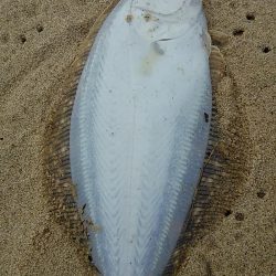 マゴチ・ヒラメ