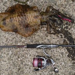 仕事おわりにちょろっとエギング