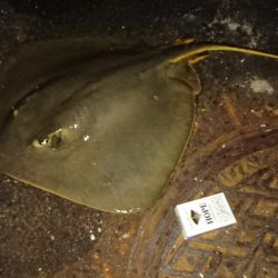 夜間底生魚調査