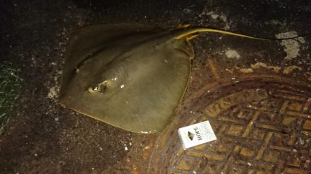 夜間底生魚調査