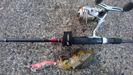 仕事前に 「こんまイカ‼&#…