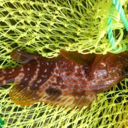 短時間釣行でしたが、本命アコウ釣れました