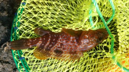 短時間釣行でしたが、本命アコウ釣れました