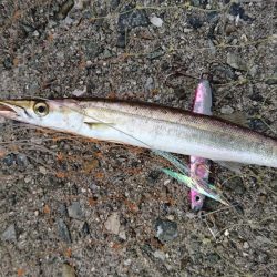 ジグサビキでカマス