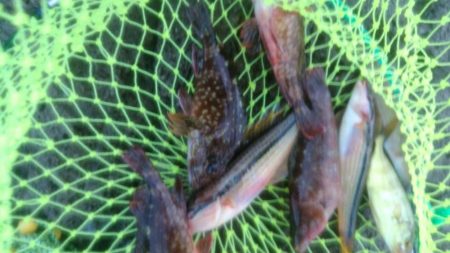 アコウ狙いでしたが雑魚ばかり