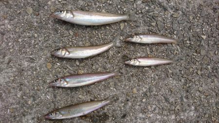 やっと来た？キス釣り