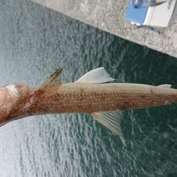 堅海でライトショアジギング