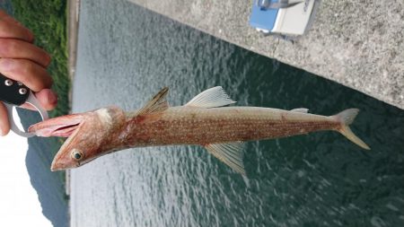 堅海でライトショアジギング