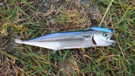 マイクロづくし