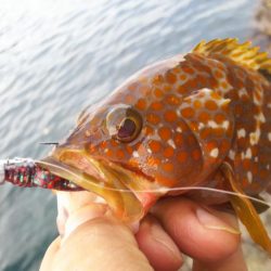 日本海ロック釣行