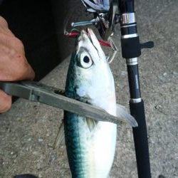 大サバフィーバー