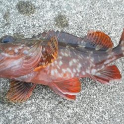 アジとカサゴがつれました。