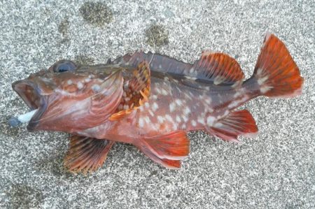 アジとカサゴがつれました。