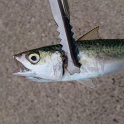 アジとサバのみ