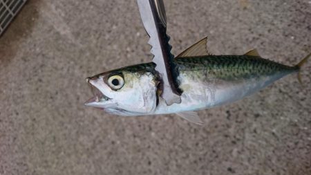 アジとサバのみ