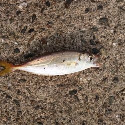 アジング&タコ情報