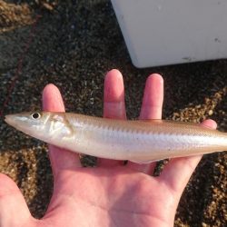 キス釣りも回復の兆し