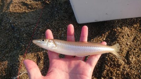 キス釣りも回復の兆し