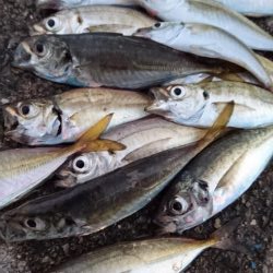 サビキをしてみる