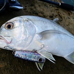 ロウニンアジ、自作のポッパーで釣れました。