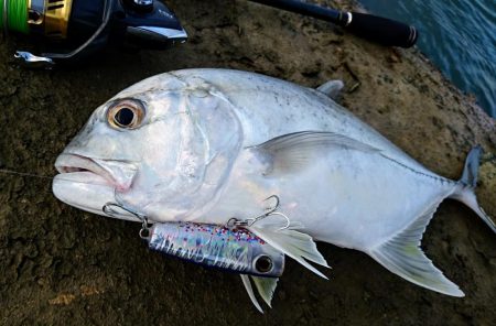 ロウニンアジ、自作のポッパーで釣れました。