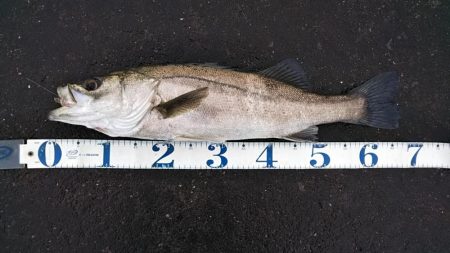 シーバスフィッシング