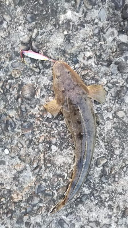 ライトショアジギ