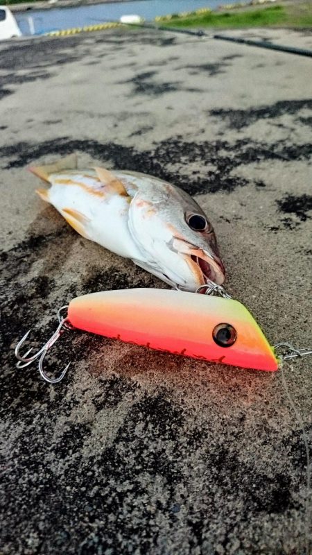 自作ポッパーでニセクロホシフエダイ