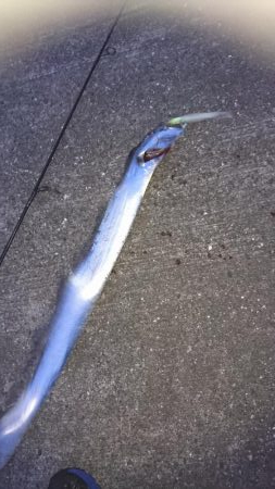 ワインド、LSJ釣果