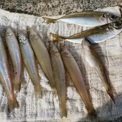 津居山漁港でキス狙い