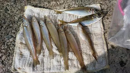 津居山漁港でキス狙い