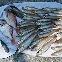 志筑川護岸でキス狙い