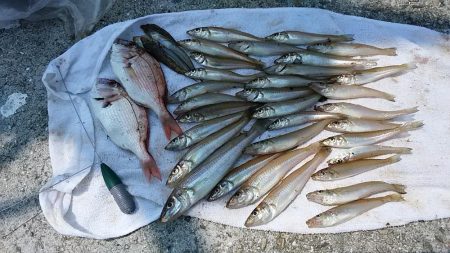 志筑川護岸でキス狙い