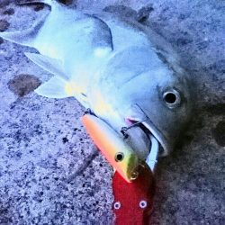 強風が収まり17日ぶりの釣果