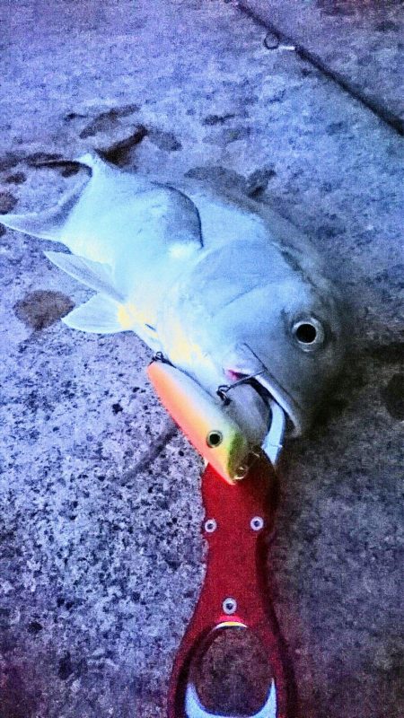 強風が収まり17日ぶりの釣果