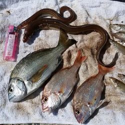 浦港でキス狙い