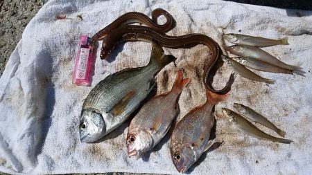 浦港でキス狙い