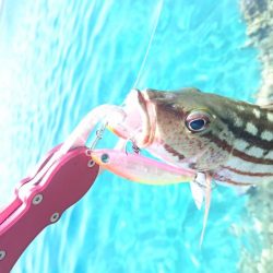 リーフエンドからルアーフィッシング