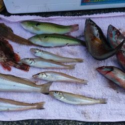 矢原でキス狙い