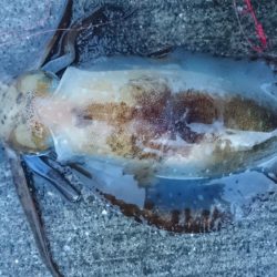 朝まずめ狙いで行って来ました。