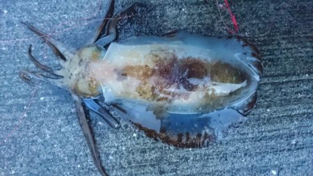 朝まずめ狙いで行って来ました。