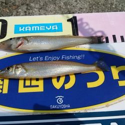 播磨新島へキス釣査