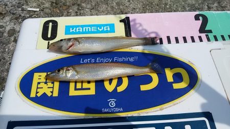 播磨新島へキス釣査