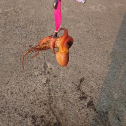 今季初タコ
