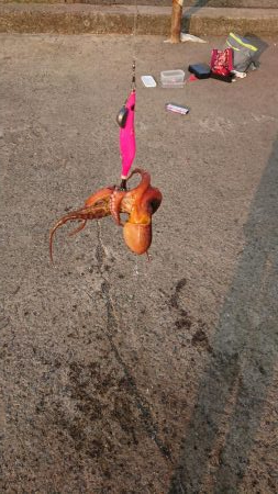 今季初タコ
