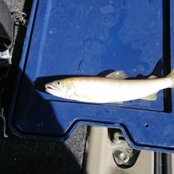 追い気が出てきました