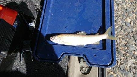 追い気が出てきました